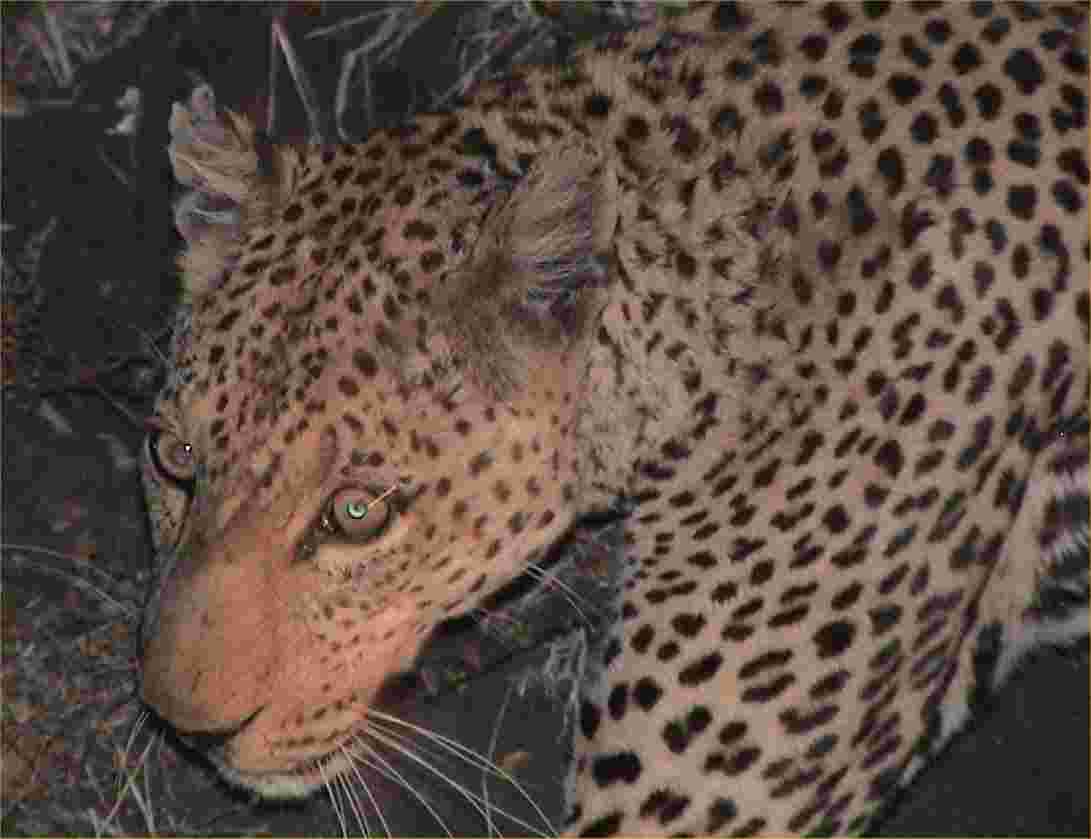 Leopard sighting.