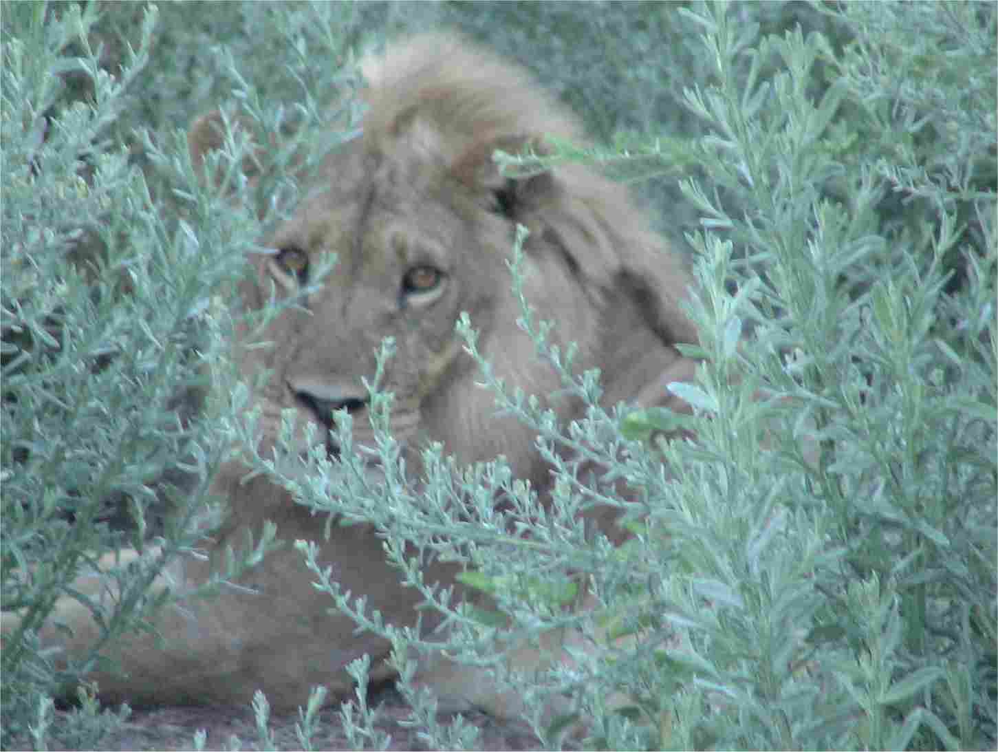 One of two lions hides in the bush, but gets up and moves when we approach.  Photo by FG.