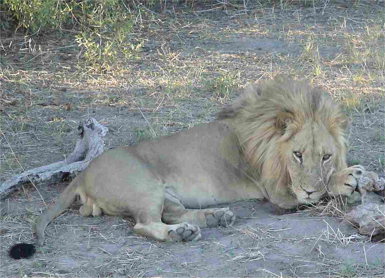 The lion watched us intently for a couple of minutes, then flopped his head down and took a nap!  Photo by FG.