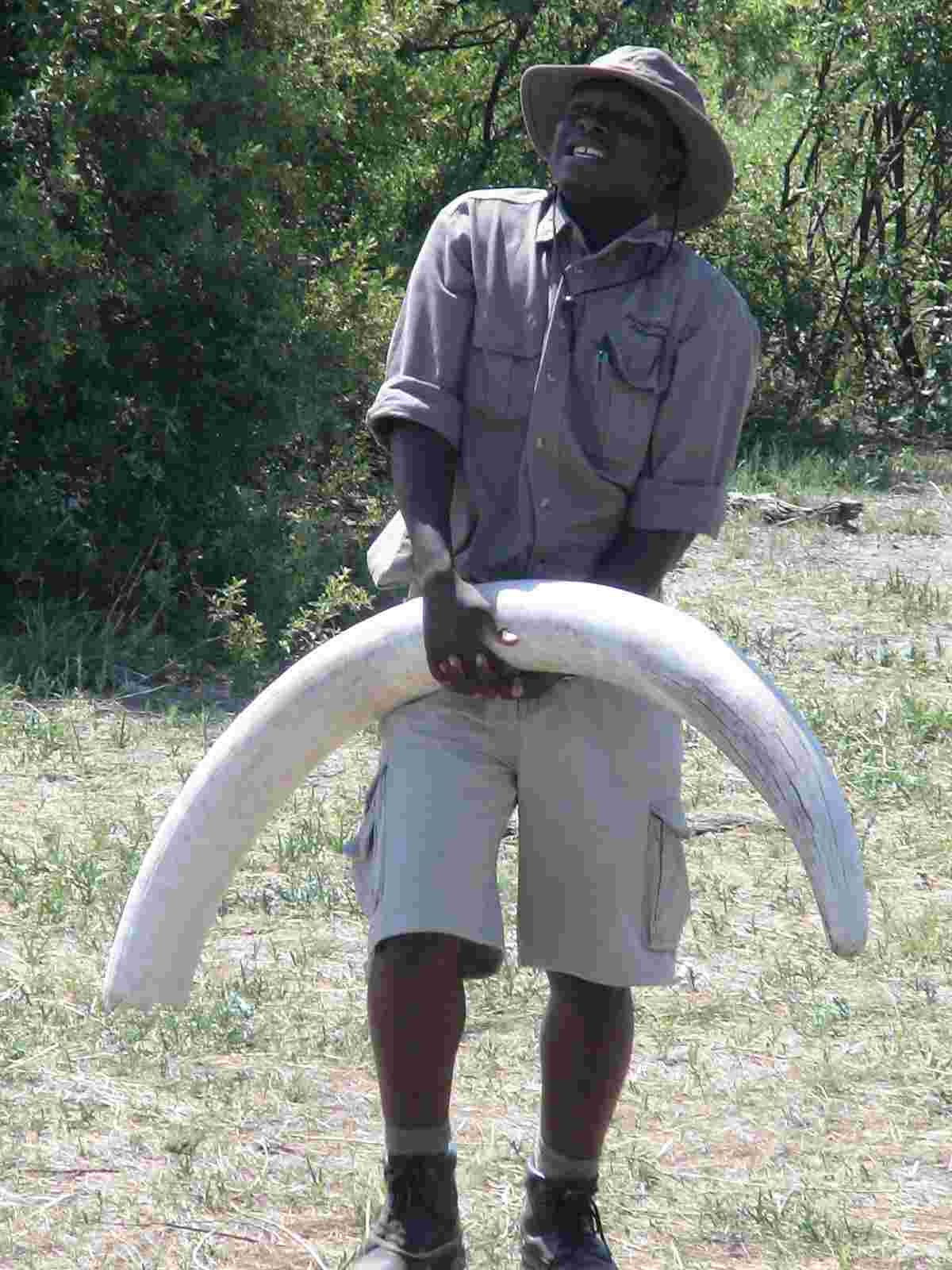 Our guide, Ronald, shows us one of the tusks from an elephant that probably died from old age.  Photo by FG.