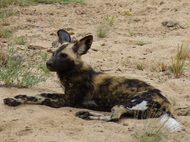 Estimates are that only 2,000 to 5,000 wild dogs remain in the wild (Defenders.org).  Photo by FG.