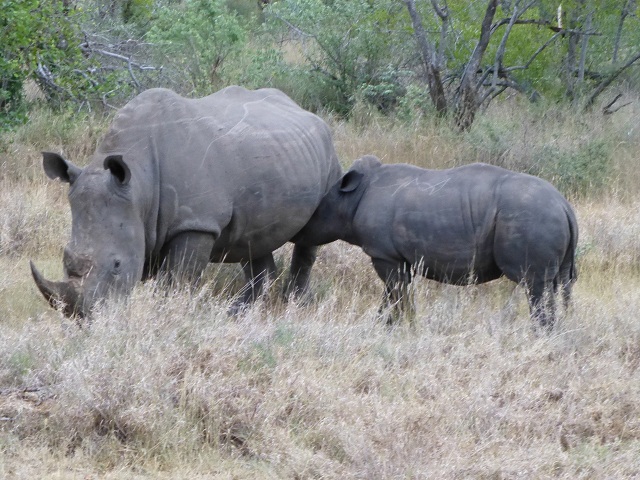 Here a baby rhino nurses from its mother.  Photo by FG.