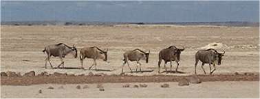 Wildebeests.  Photo by FG, 1982.