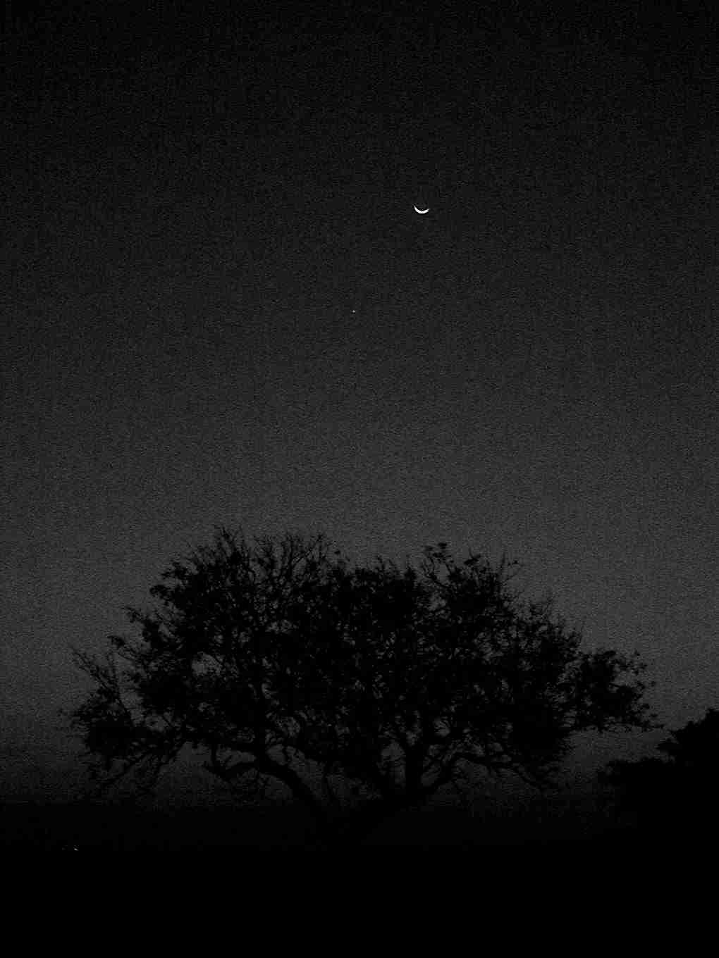A sliver of a moon and the silhouette of a tree