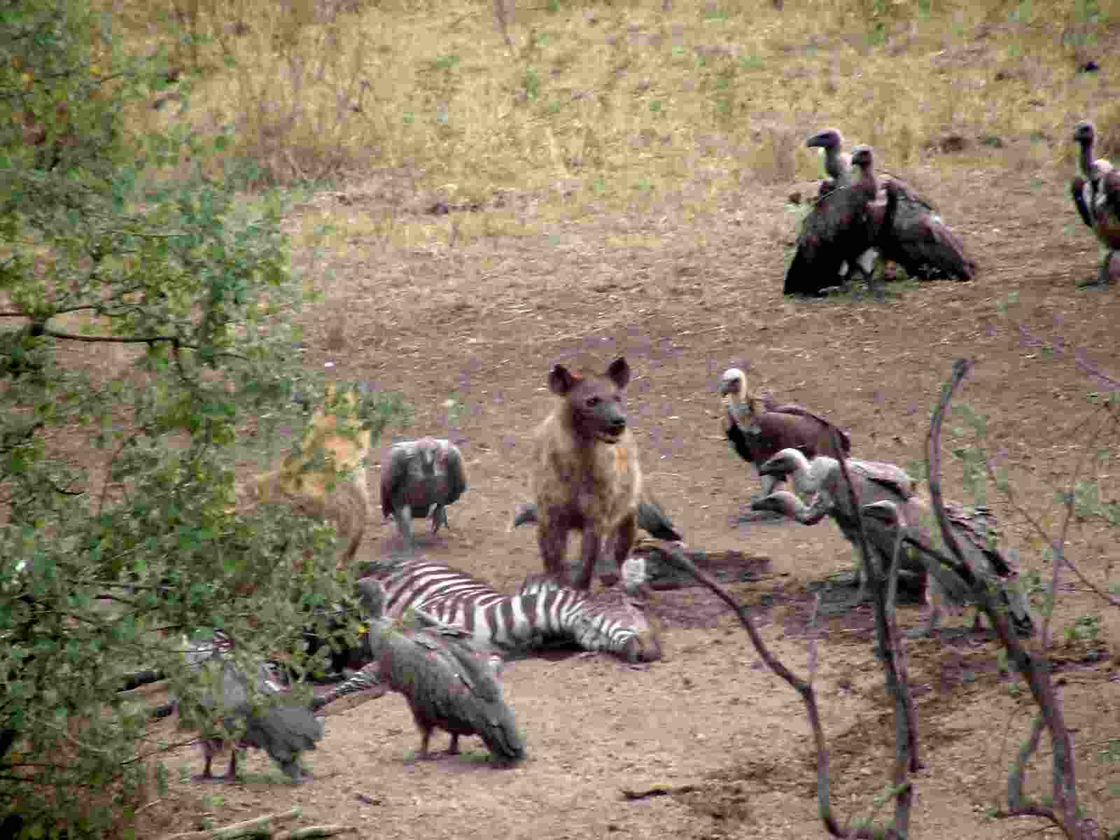 Hyenas and vultures at a fresh kill