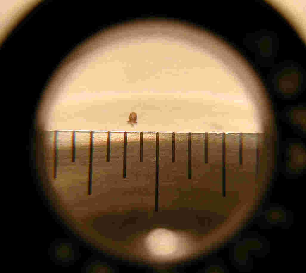 The 'ant' as seen through a lupe; lines are 1/32-inch apart.  Photo by FCG.