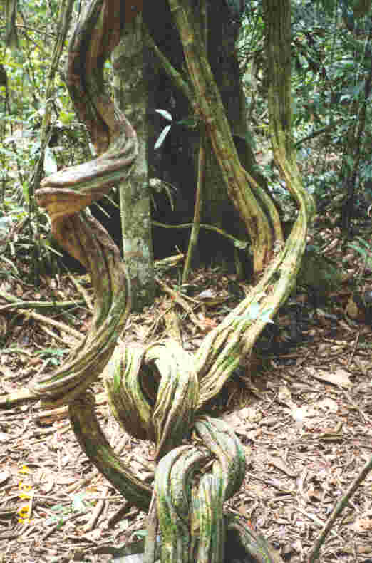 Some of the vines in the jungle are so massive and twisted, they can be used as a 'ladder' into the canapy.  Alan gave us a demonstration, to a height of ten feet or so. Photo by JCG.