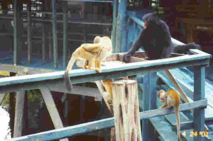 The monkeys were a constant source of amusement.  They seemed to have a penchant for trouble, but would take time out when food was an alternative. Photo by JCG.