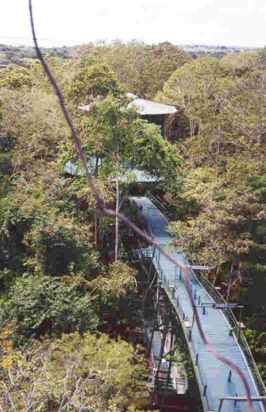 What a view from the observation tower: the jungle, walkways, and in the far distance (almost visible in this picture), the Negro River. Photo by JCG.